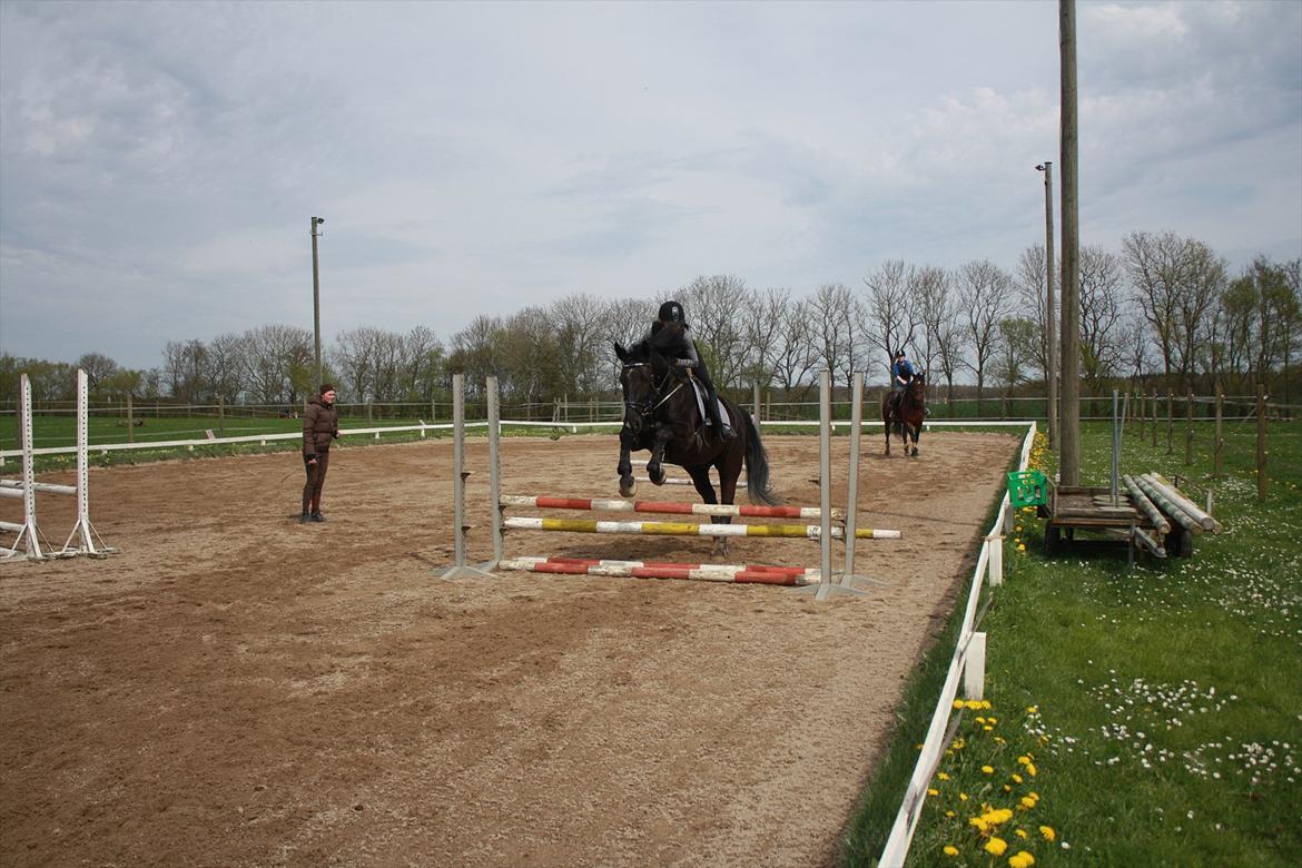 Oldenborg Cille af Casmaslund billede 13