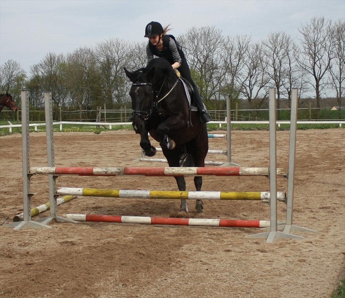 Oldenborg Cille af Casmaslund - Dygtig hest <3 billede 16
