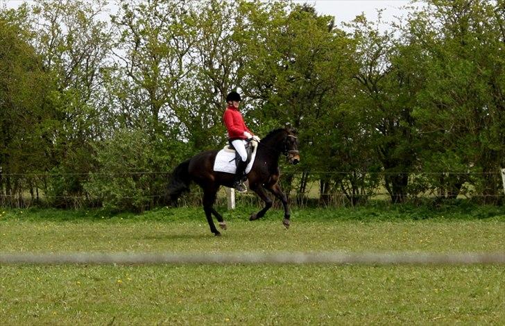 New Forest *Lillevang Carlos* - Calle giver den gas på opvarmningsbanen!! billede 12