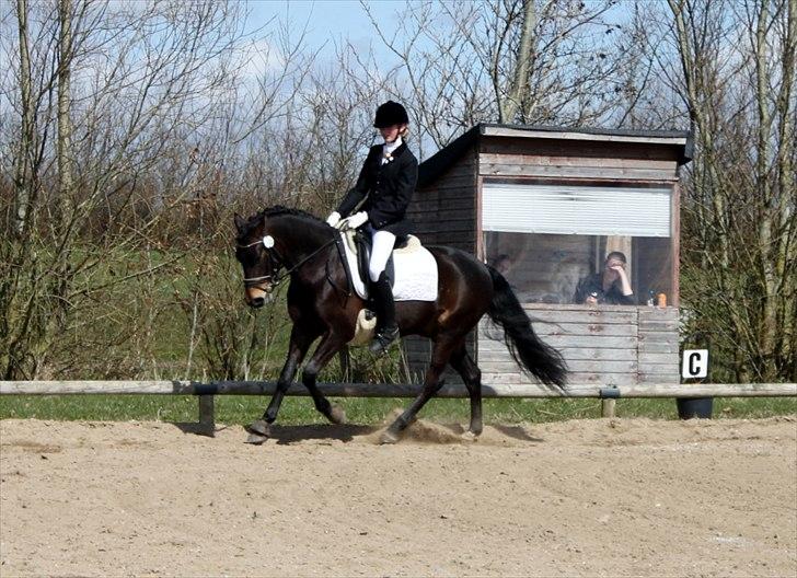 New Forest *Lillevang Carlos* - Carlos i SOR! billede 9