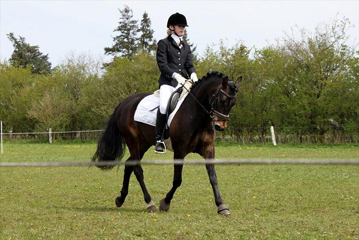 New Forest *Lillevang Carlos* - Carlos i byen! :-D billede 19