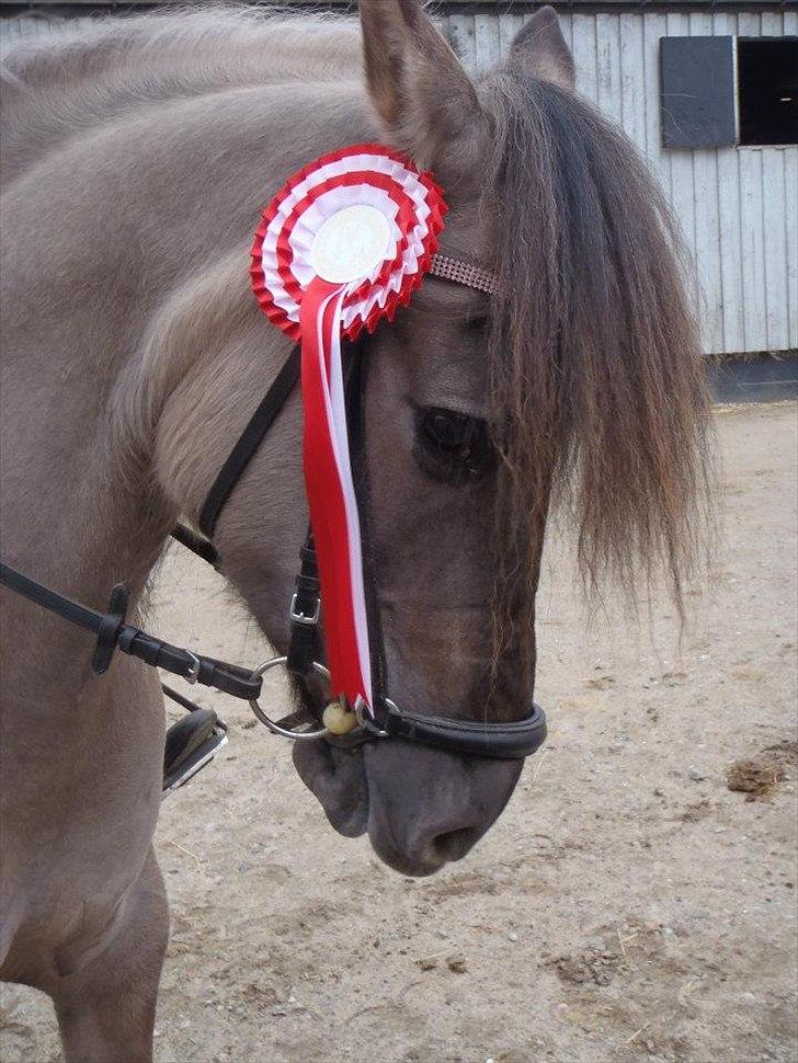 Anden særlig race S.I.R's Bertha - efter mig og bertas andet stævne sammen første LC1 og så tager man sku lige en 1 plads med hjem er så stolt af hende billede 2