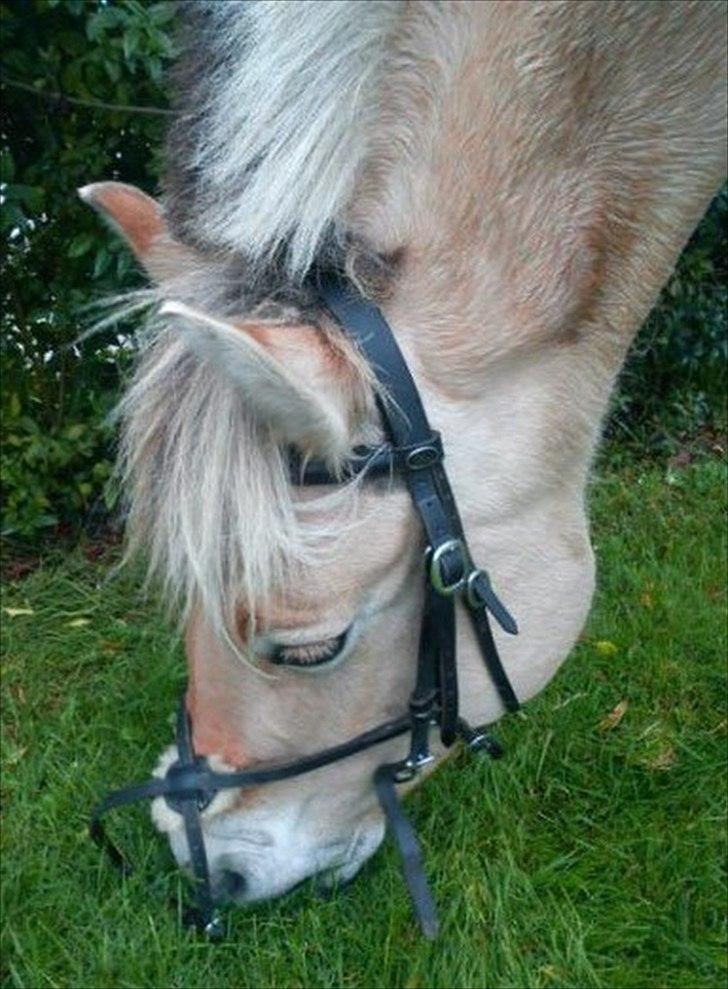 Fjordhest Alfa [Tidl. Part] - Lækkert græs! (Taget af Josefine) billede 1