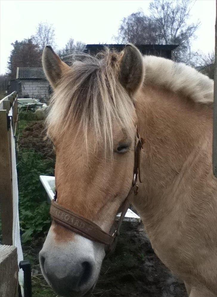 Fjordhest Alfa [Tidl. Part] - Snooork! :-) (Taget af Josefine) billede 2