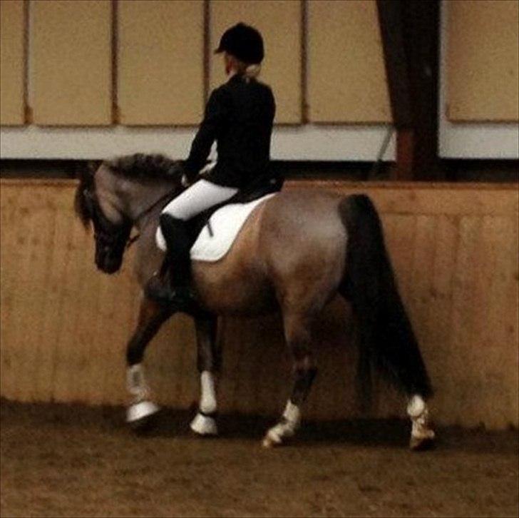 Anden særlig race S.I.R's Bertha - vores andet stævne sammen der er allerde sket så meget med hende billede 3