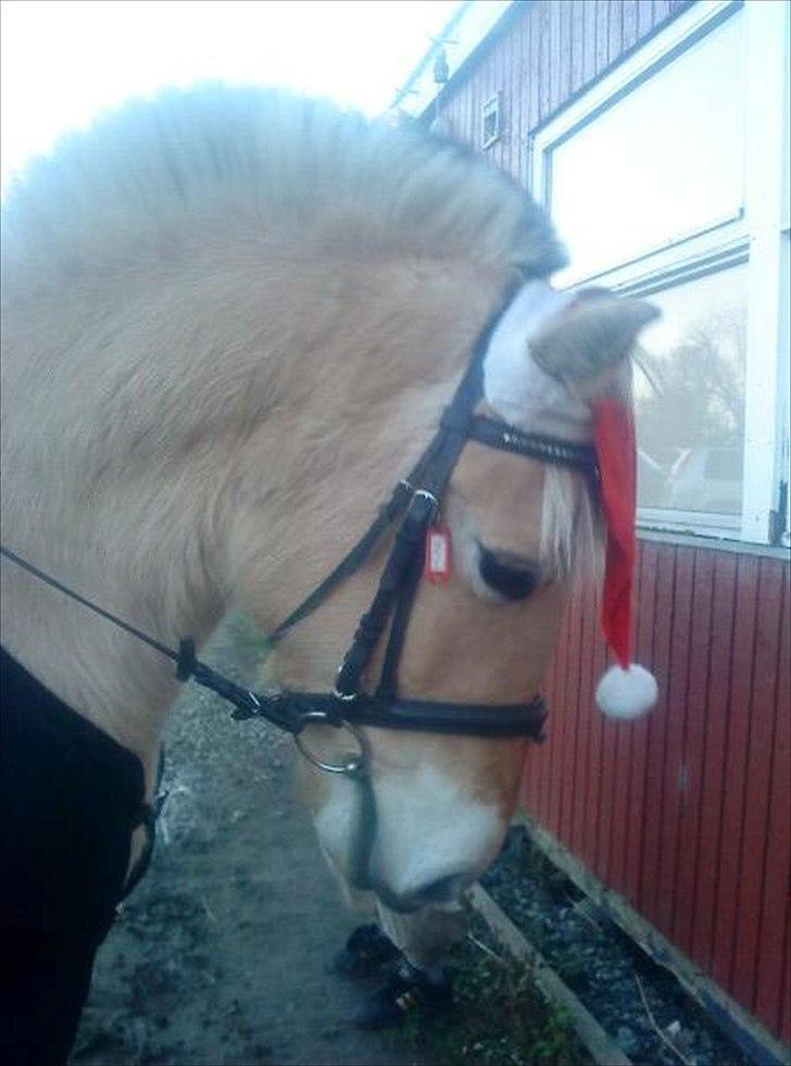 Fjordhest Alfa [Tidl. Part] - Til stævne med min veninde (Taget af Josefine) billede 3