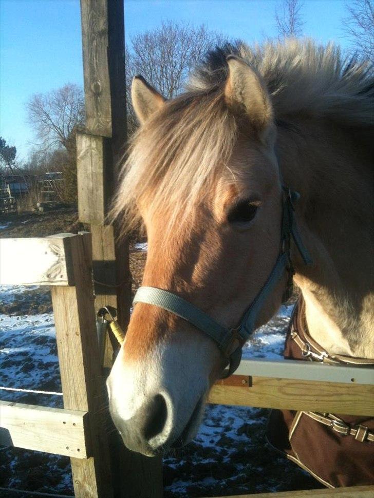 Fjordhest Alfa [Tidl. Part] - Smukke!! (Taget af Josefine) billede 4