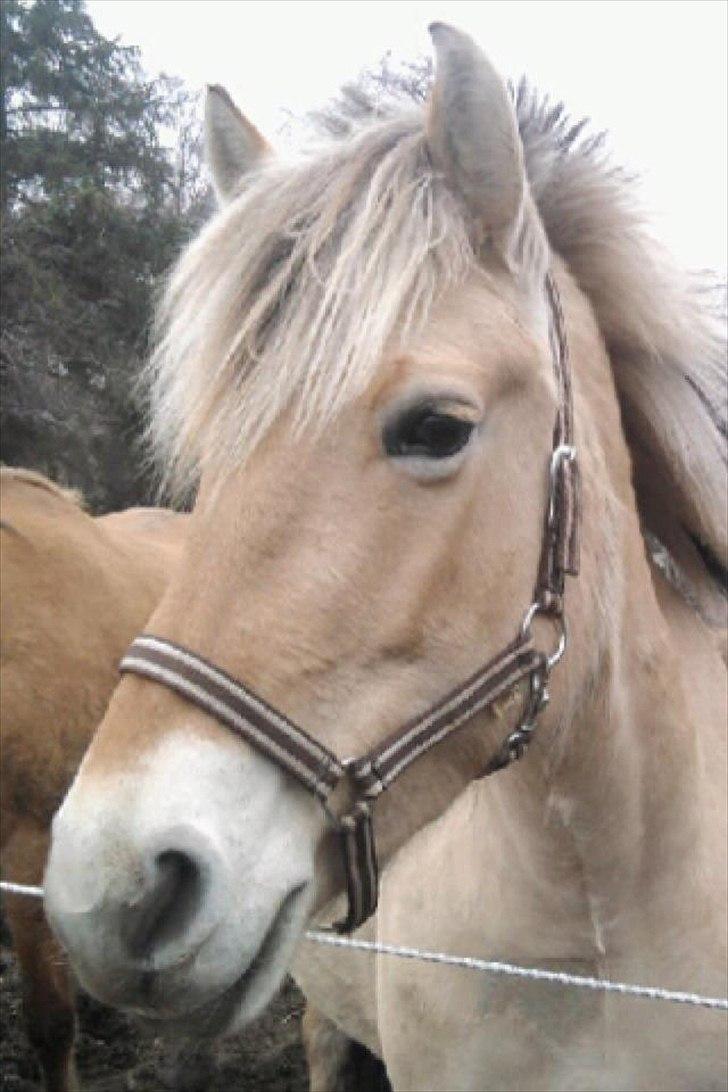 Fjordhest Alfa [Tidl. Part] - Dejlige! (-: (Taget af mig) billede 5