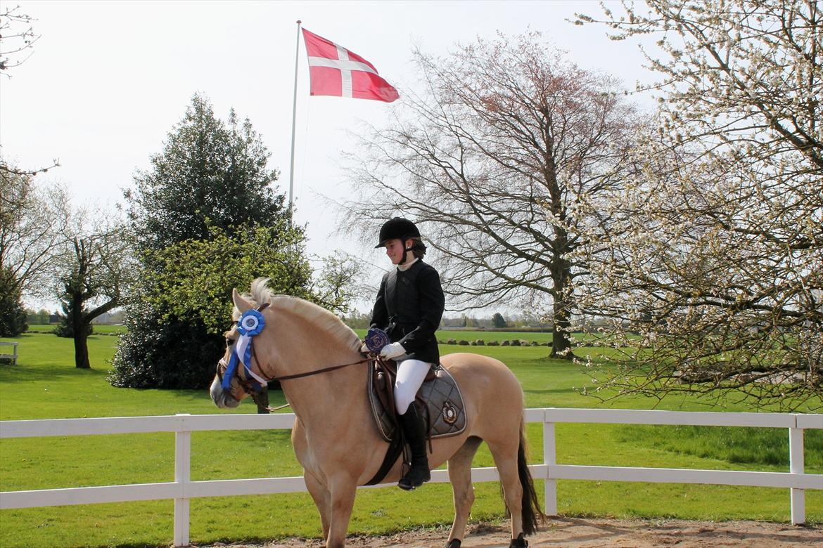 Fjordhest Alibine - 
Søv til Fynsmesterskaberne.
- den 29/4 2012 
 billede 12