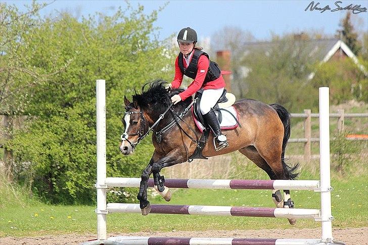 Anden særlig race Buster - Hop hop, LB1* foto: NS billede 11