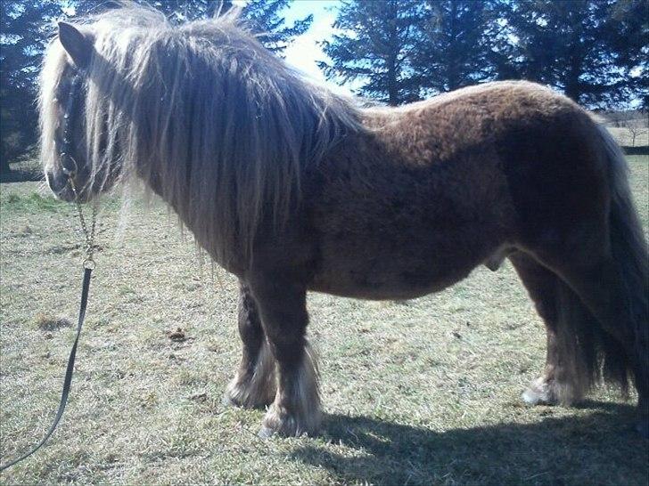 Shetlænder Gigant af Hola - gigant - april 2012 billede 1