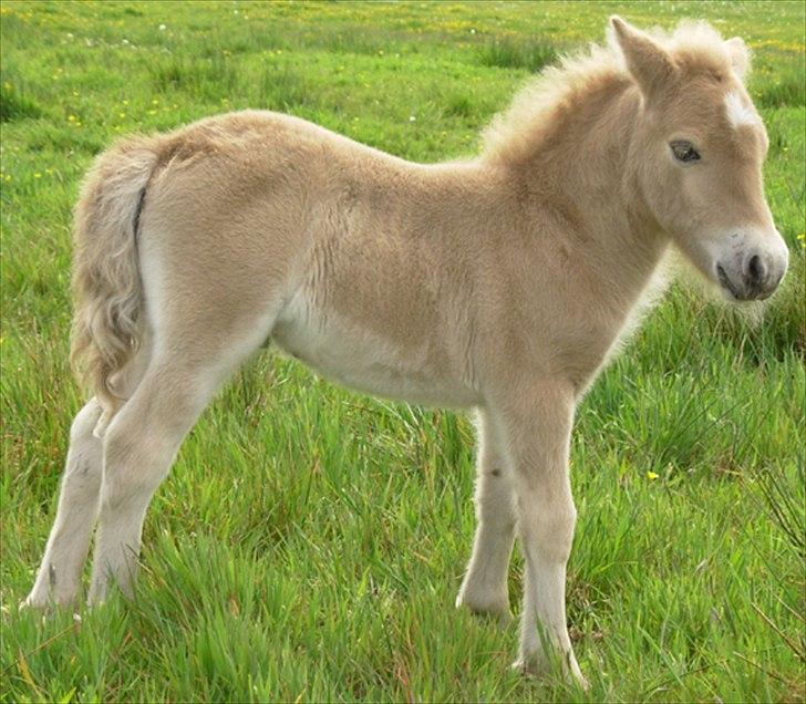 Shetlænder Gigant af Hola - som føl - sommeren 2007 billede 2
