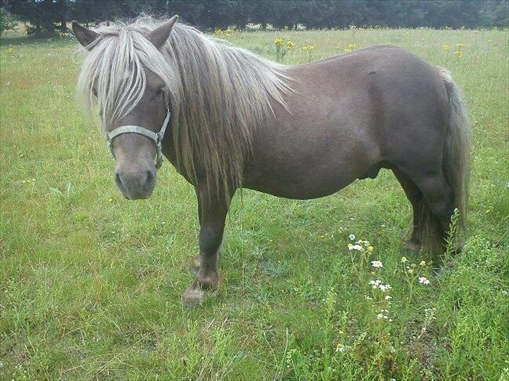 Shetlænder Gigant af Hola - juli 2011 billede 3