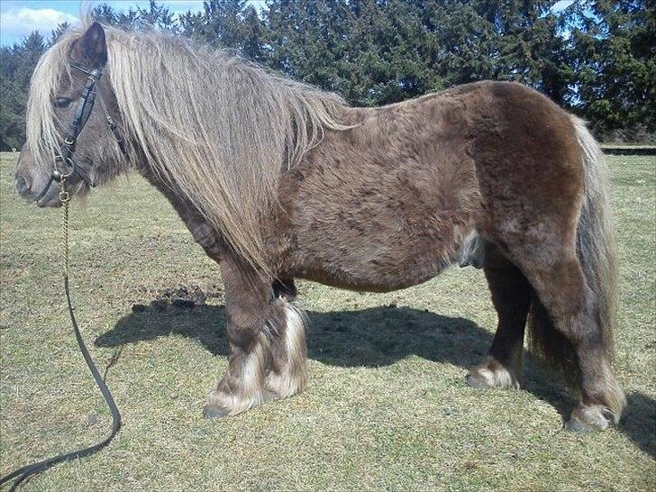 Shetlænder Gigant af Hola - april 2012 billede 4