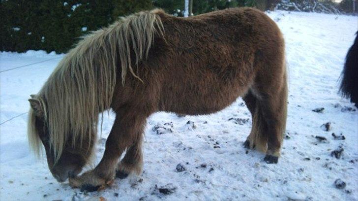 Shetlænder Gigant af Hola - december 2010 billede 5