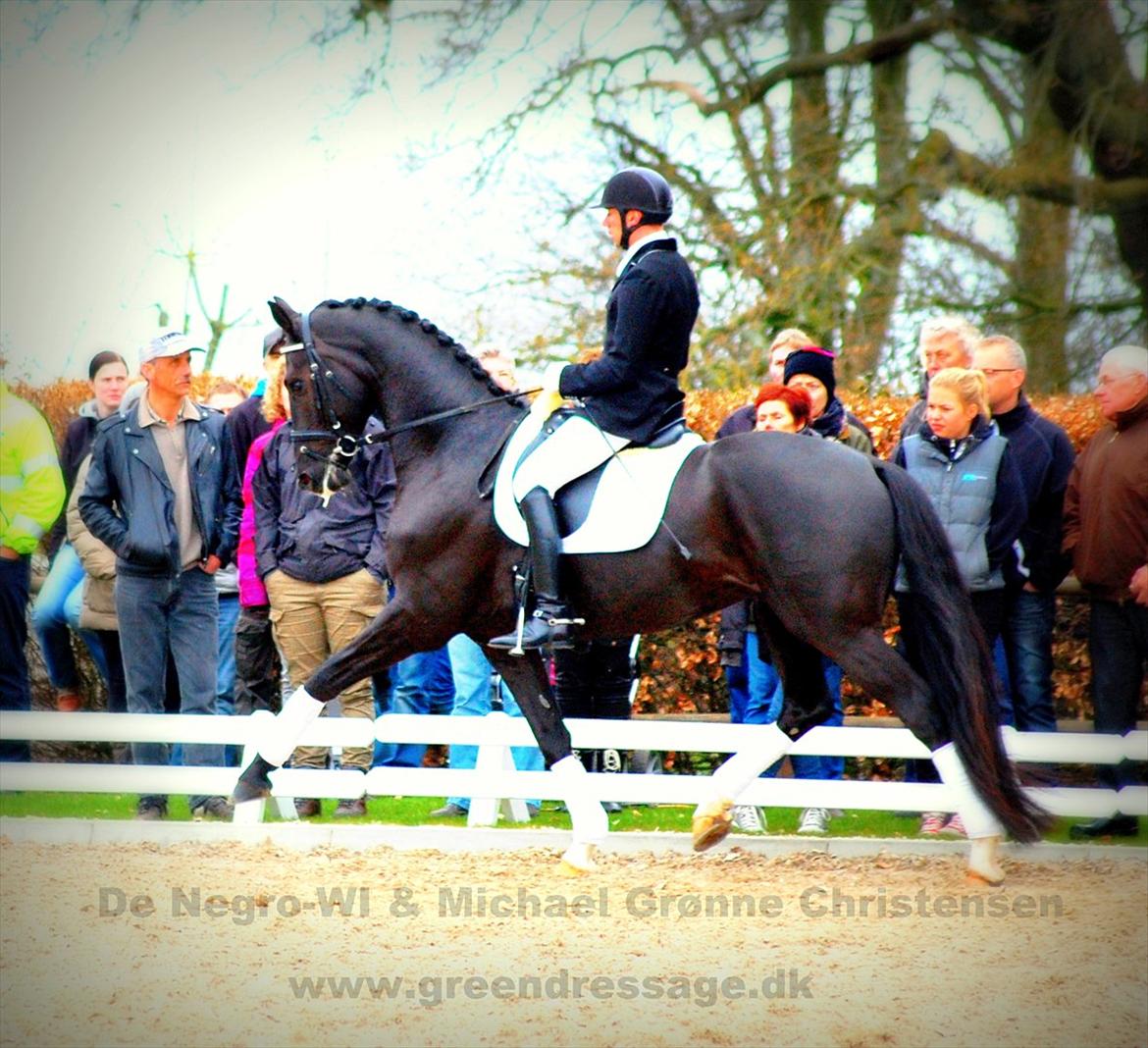 Dansk Varmblod De Negro-WI - Åbenhus på Katrinelund billede 16