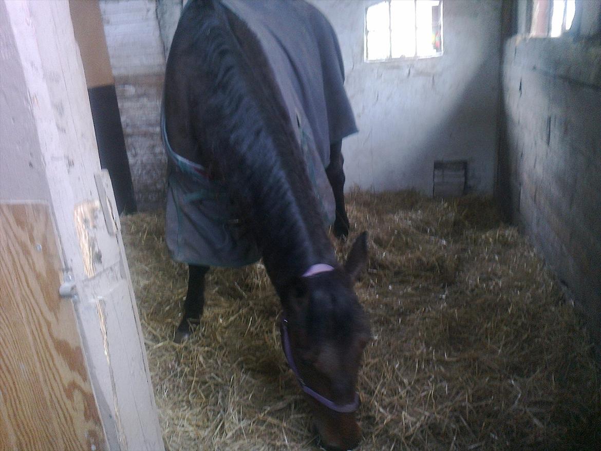 Traver David Cam billede 6