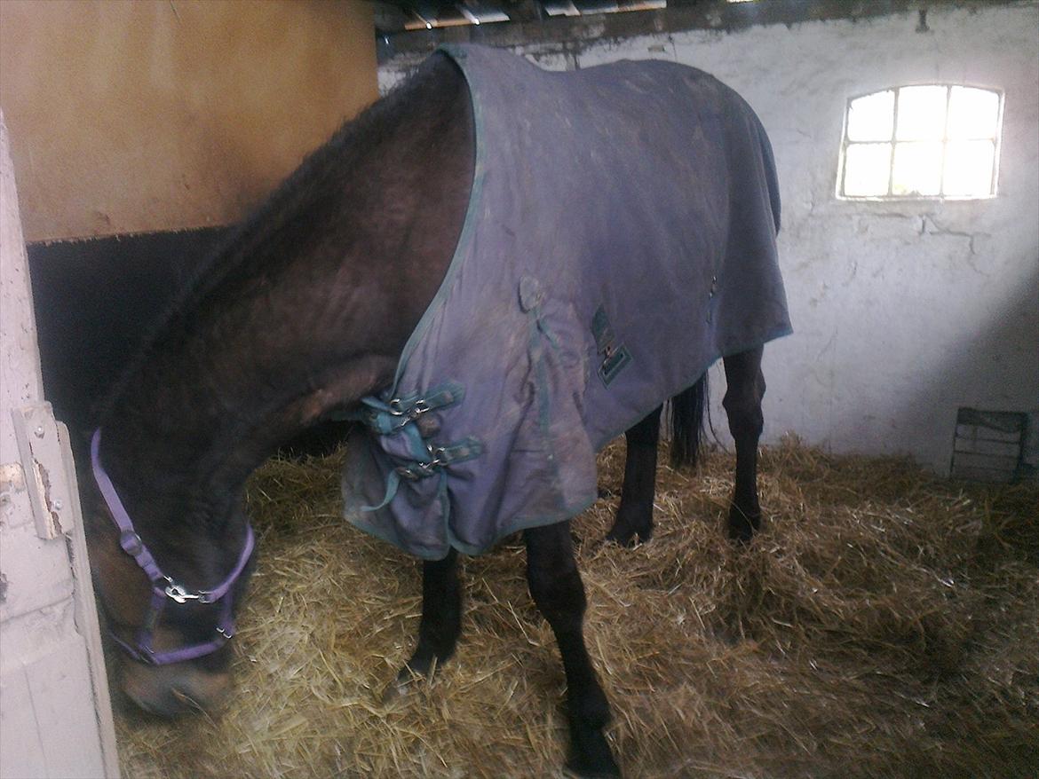 Traver David Cam billede 7