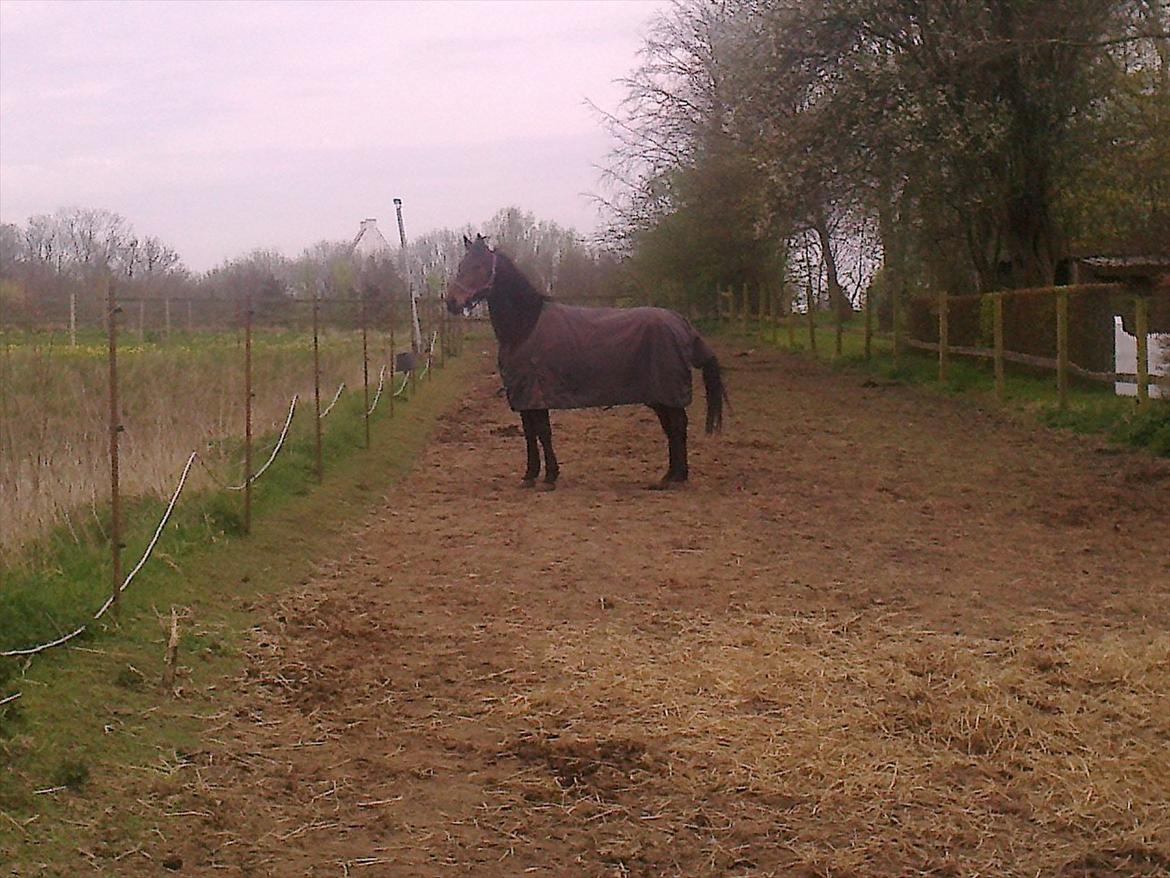 Traver David Cam billede 8