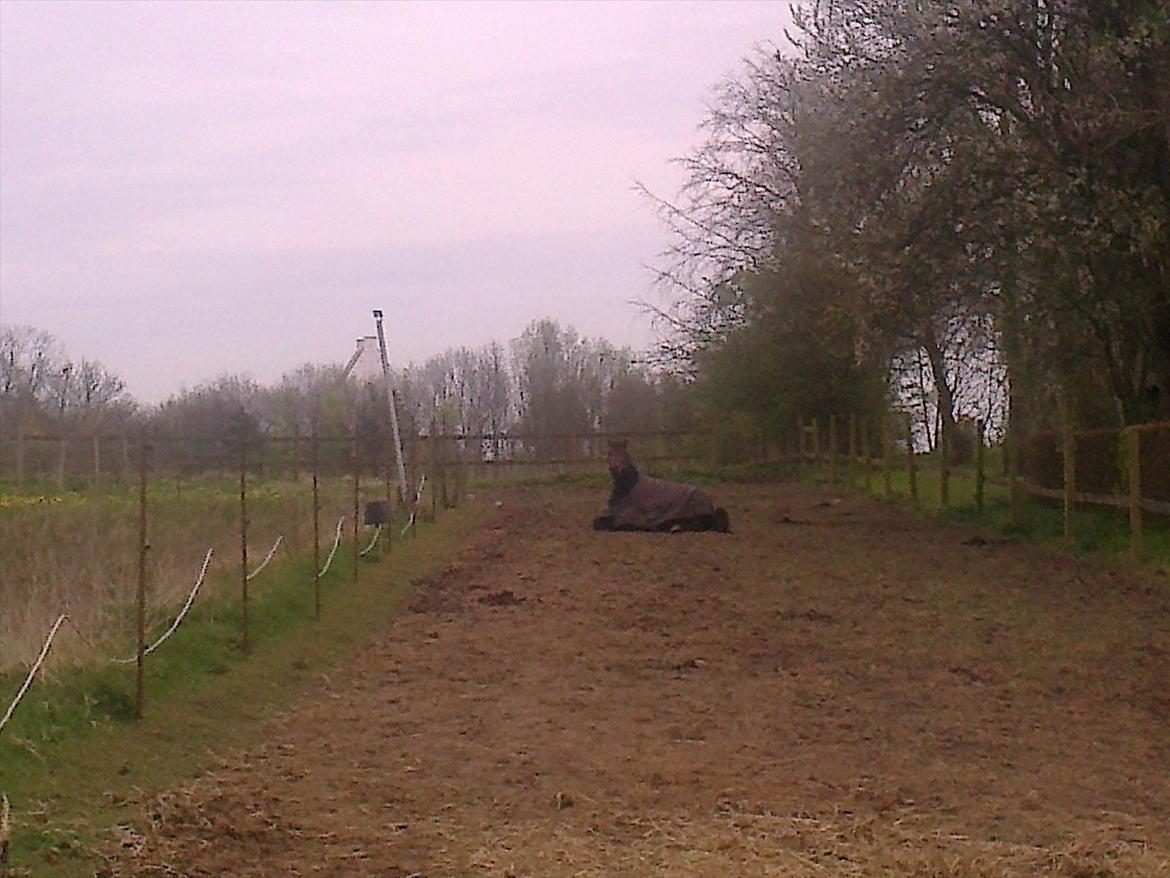 Traver David Cam billede 9