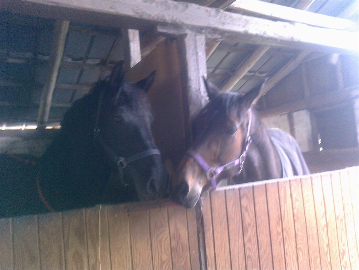 Traver David Cam billede 10