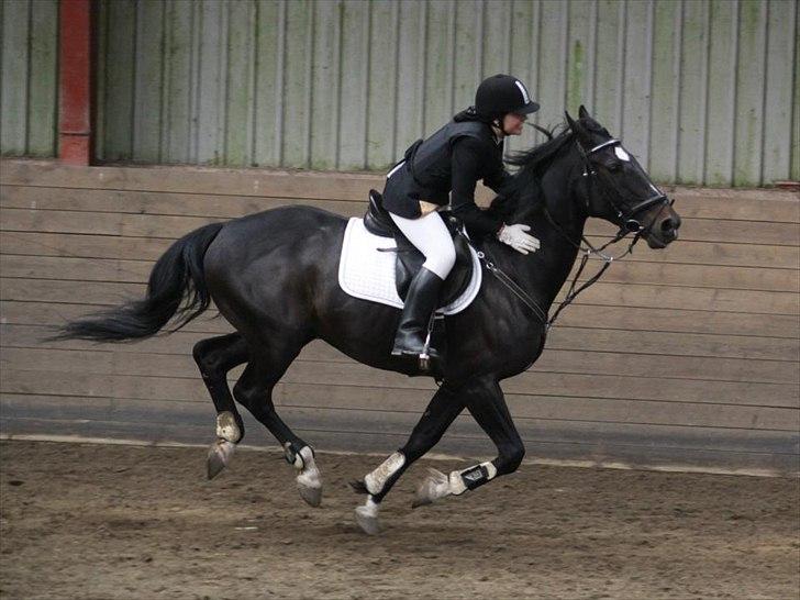 Dansk Varmblod Sazkibard S - MinShishKebab<3 - 29/4-12 - Sazki og jeg er lige kommet over mål linien og han skal da roses med det samme! Vi vandt en 3. plads!
Foto: Amalie Reffelt<3 billede 10