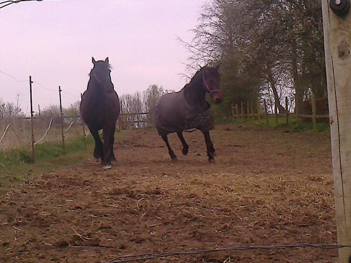 Traver David Cam billede 11