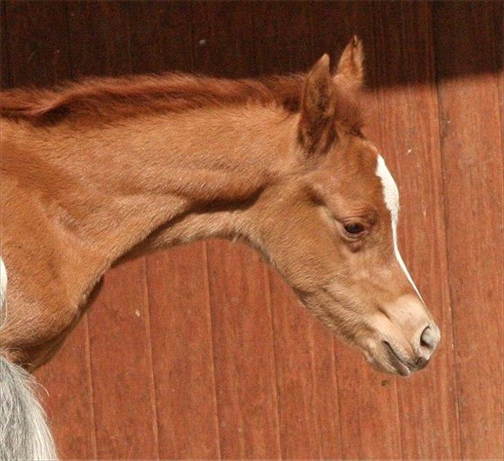 Arabisk fuldblod (OX) Castello APN - SOLGT - RIP 2017 billede 6