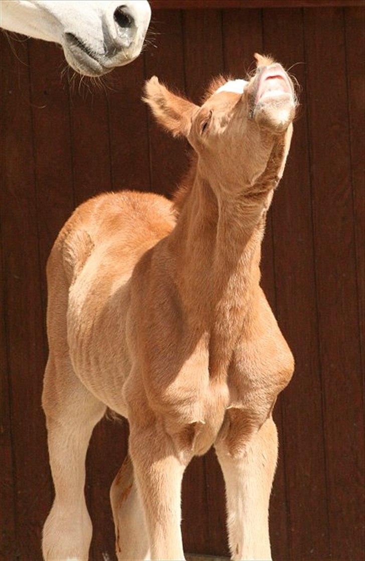 Arabisk fuldblod (OX) Castello APN - SOLGT - RIP 2017 billede 7