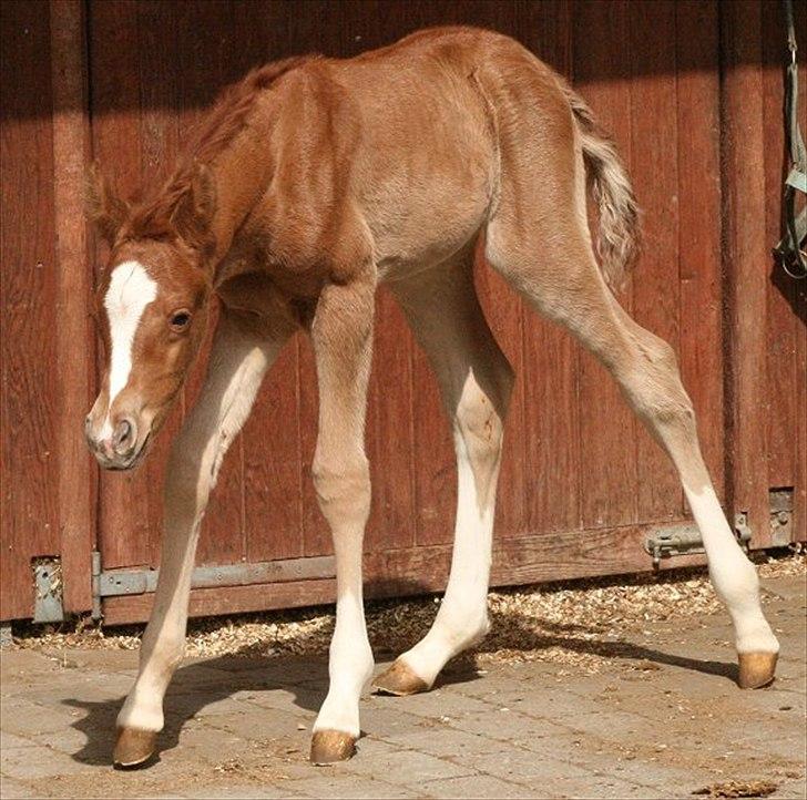 Arabisk fuldblod (OX) Castello APN - SOLGT - RIP 2017 billede 8