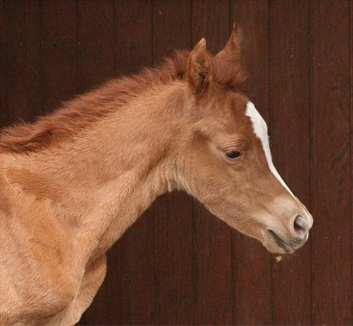 Arabisk fuldblod (OX) Castello APN - SOLGT - RIP 2017 billede 9