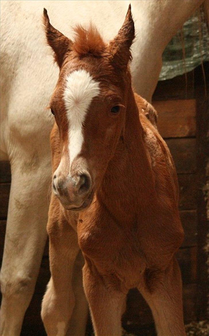 Arabisk fuldblod (OX) Castello APN - SOLGT - RIP 2017 billede 10