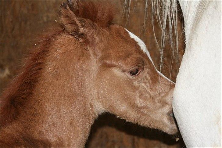 Arabisk fuldblod (OX) Castello APN - SOLGT - RIP 2017 billede 11