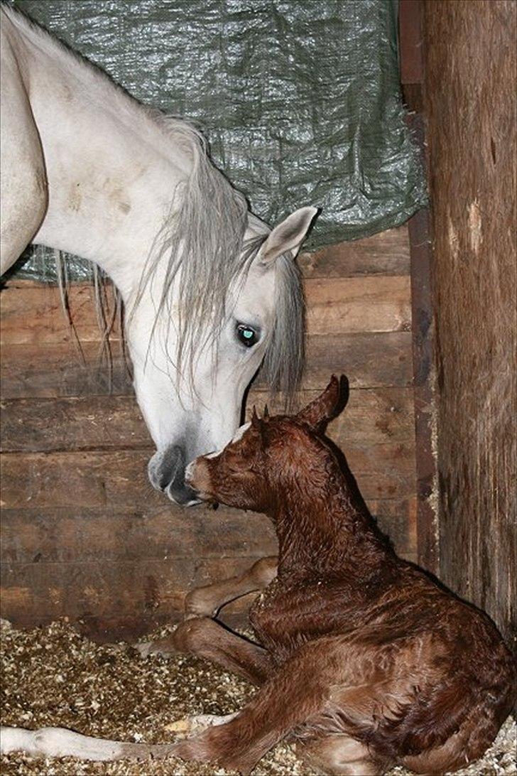 Arabisk fuldblod (OX) Castello APN - SOLGT - RIP 2017 billede 12