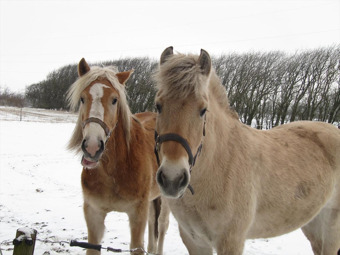 Haflinger Kildegårdens Maja billede 13