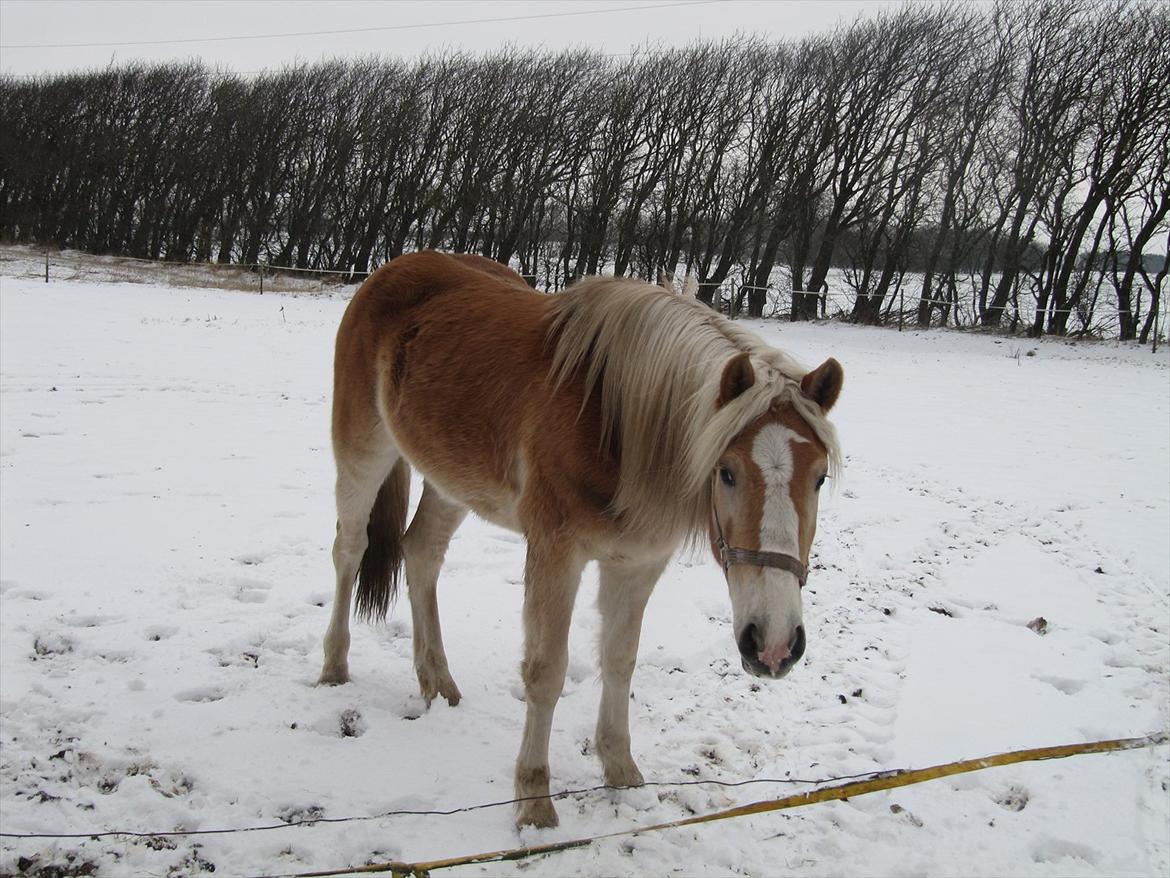 Haflinger Kildegårdens Maja billede 14