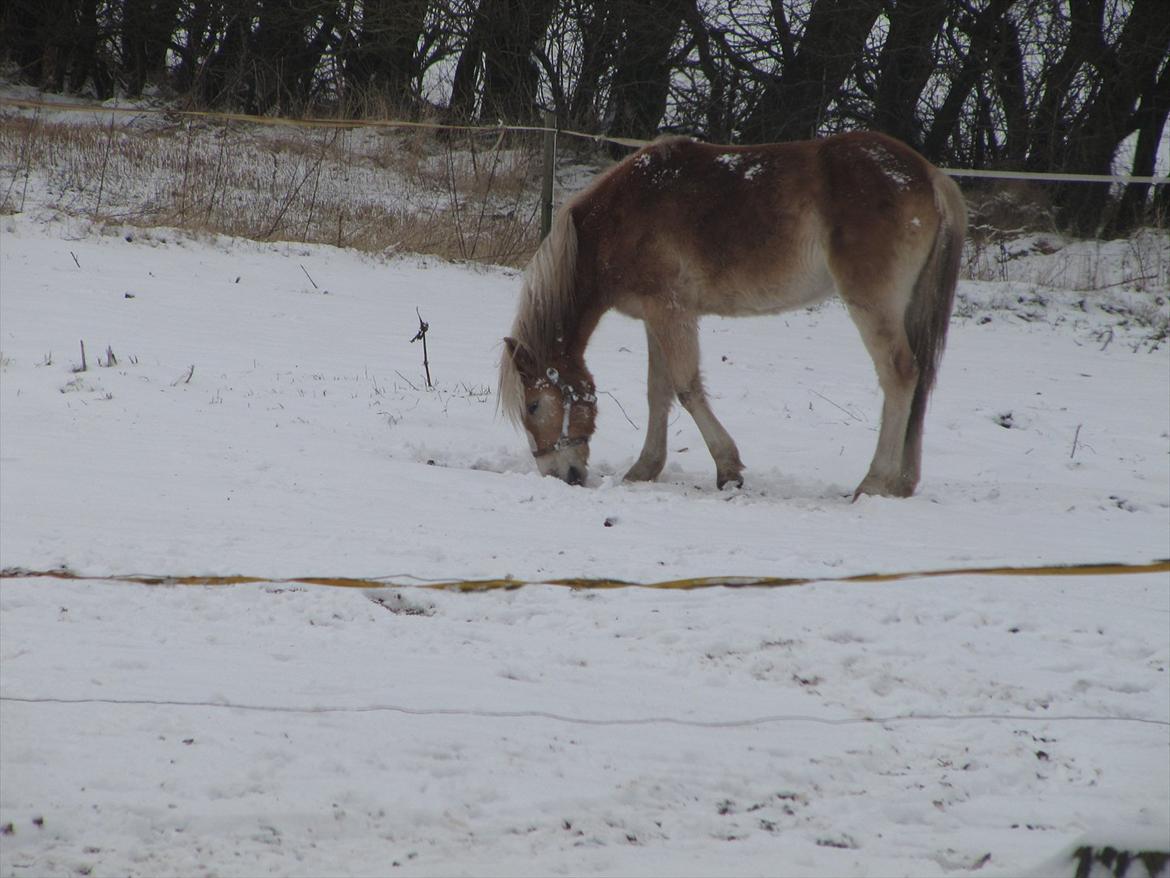 Haflinger Kildegårdens Maja billede 15