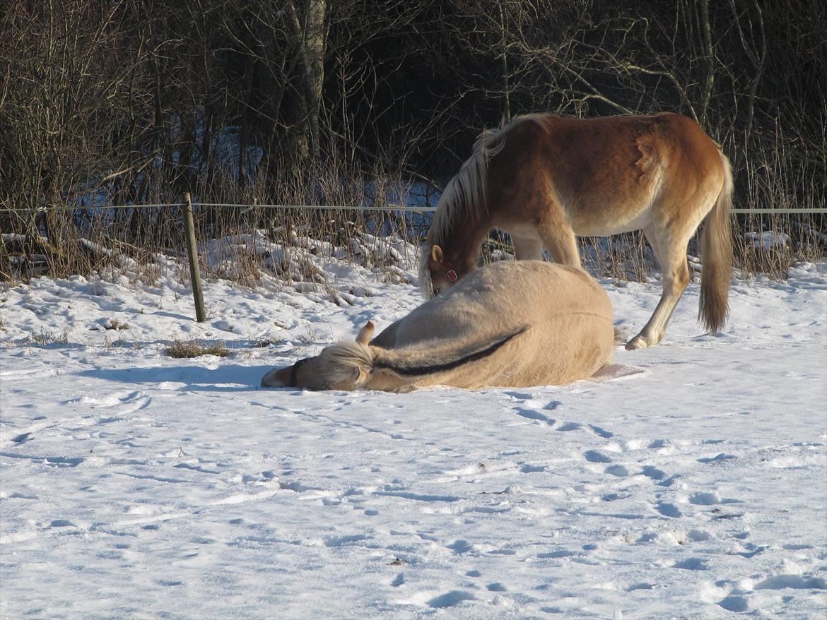 Haflinger Kildegårdens Maja billede 16