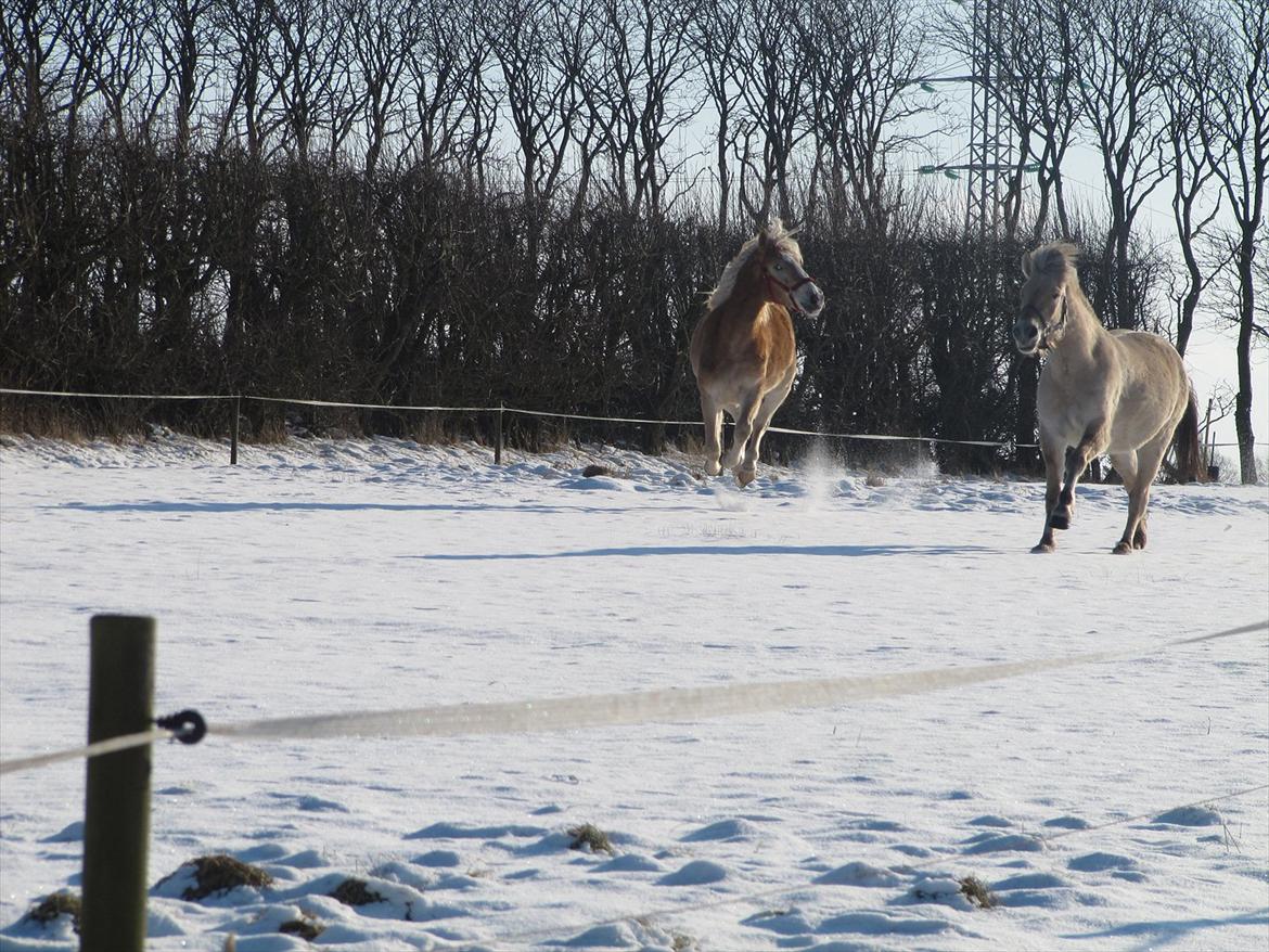 Haflinger Kildegårdens Maja billede 18