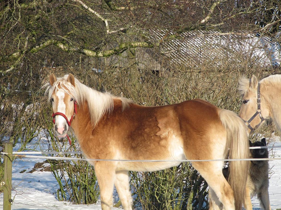 Haflinger Kildegårdens Maja billede 19