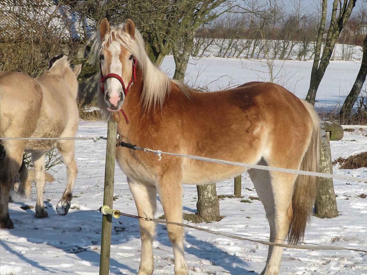 Haflinger Kildegårdens Maja billede 20