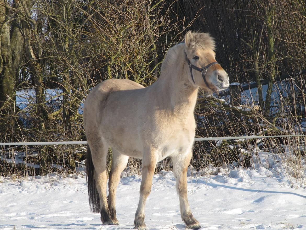 Fjordhest Sofia billede 13