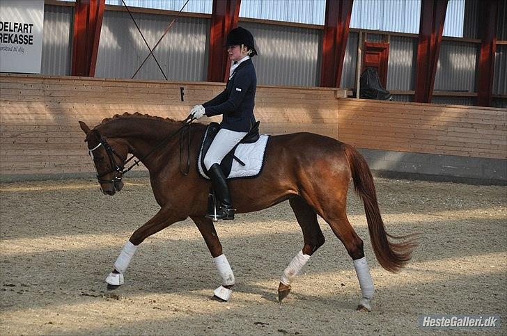 Dansk Varmblod Madigan Lox - Første stævne. Taget af: Amanda. billede 5