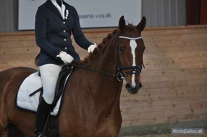 Dansk Varmblod Madigan Lox - Første stævne. Taget af: Amanda. billede 3