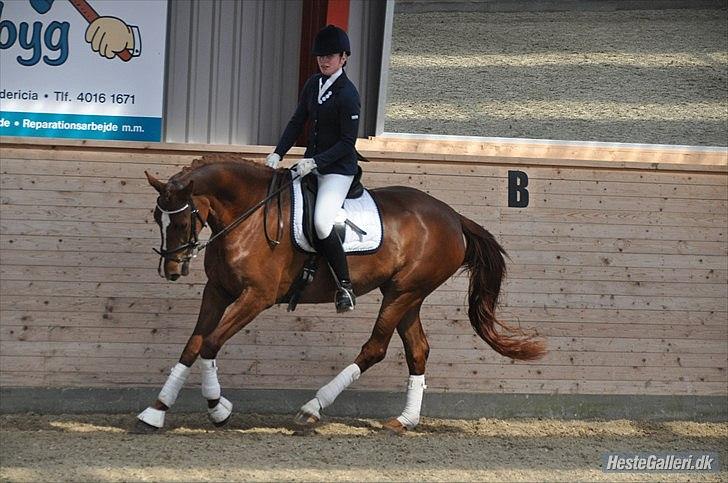 Dansk Varmblod Madigan Lox - Første stævne. Taget af: Amanda. billede 6
