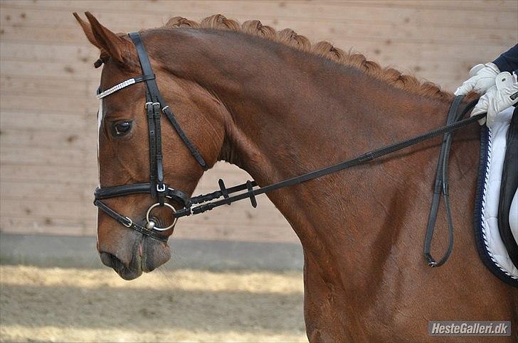 Dansk Varmblod Madigan Lox - Første stævne. Taget af: Amanda. billede 7