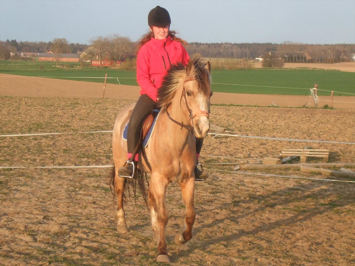 Anden særlig race My Yellow Dream - Første forsøg med hackamore! Det fungerer ihvertfald på banen :) billede 9