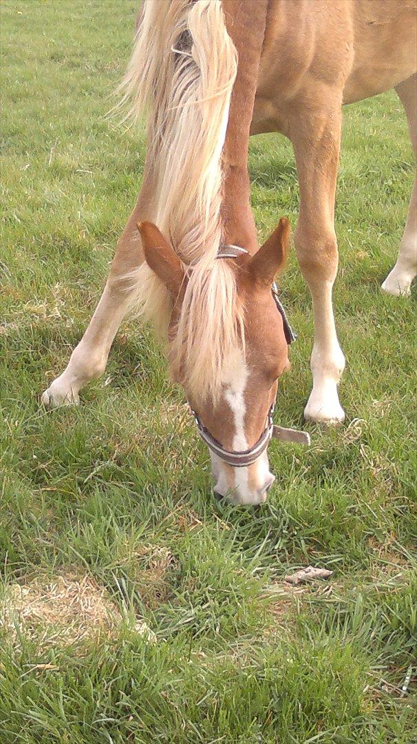 Anden særlig race Cavallo Fortonato - 31.04.2012 billede 12