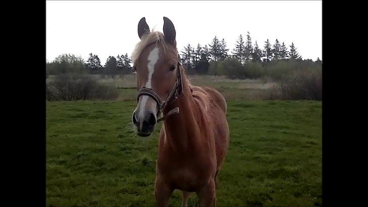 Anden særlig race Cavallo Fortonato - 31.04.2012
Den dag han blev min :) billede 3