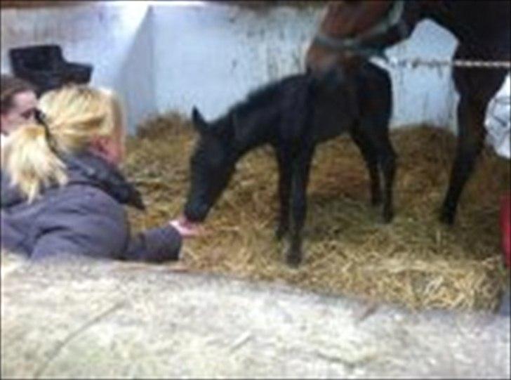 New Forest Calandias Blackjack - Første gang jeg hilser på Blackjack. billede 2